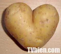 M pomme de terre